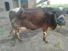 بلکل تیار گاۓ pure freasian cow