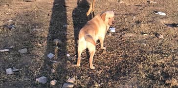 Labrador adult male