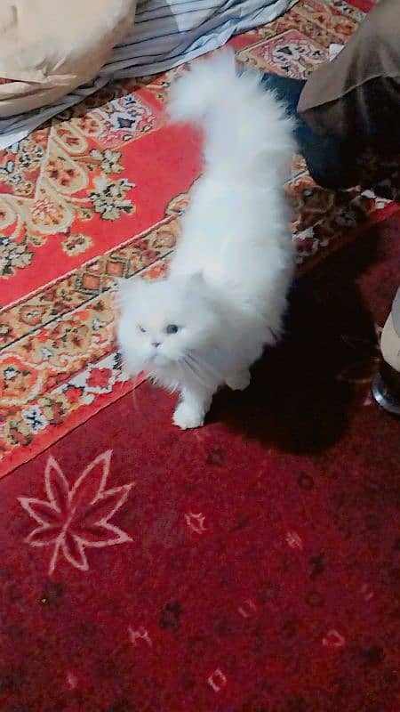 Persian female cat for sale. 0