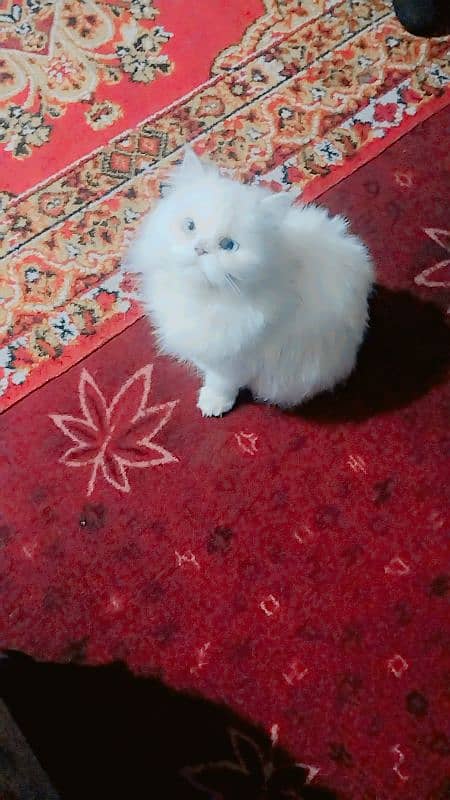 Persian female cat for sale. 1