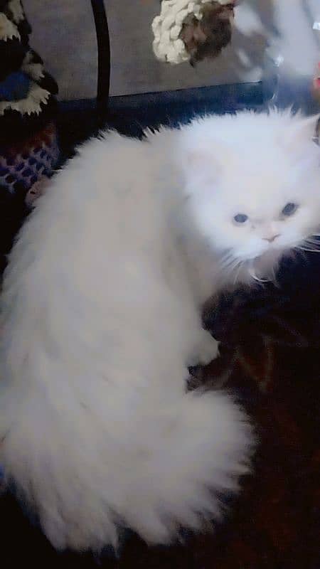 Persian female cat for sale. 2