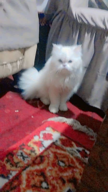 Persian female cat for sale. 3