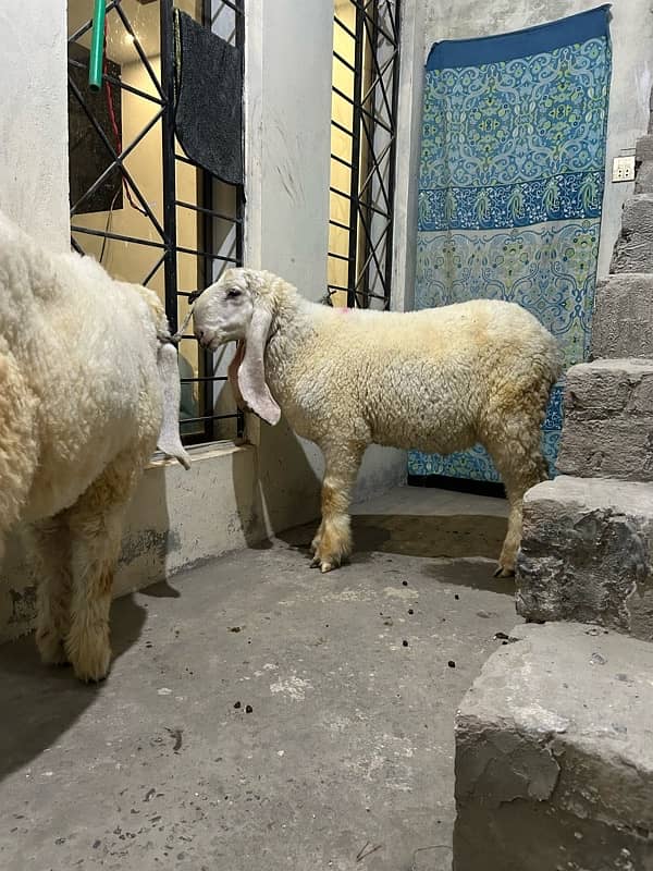 2 kajla chatra kheera and 2 dant qurbani sheep 5