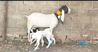 3 Bacchon Ka Sath Desi Bakri For Sale CALL "_03295579019