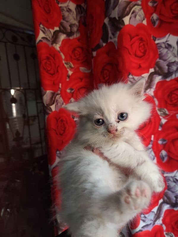 forsale cat different eyes color 3 female 2 male total 5 baby for sale 1