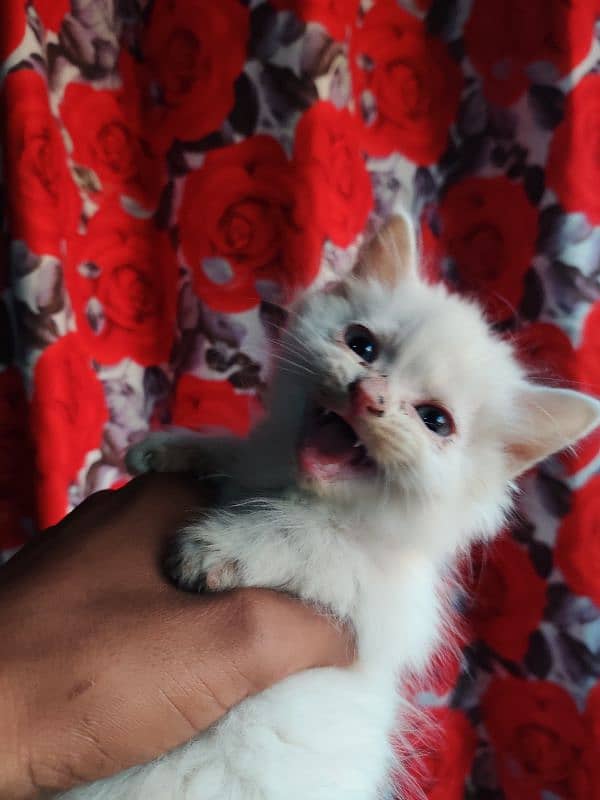 forsale cat different eyes color 3 female 2 male total 5 baby for sale 2