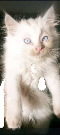 forsale cat different eyes color 3 female 2 male total 5 baby for sale