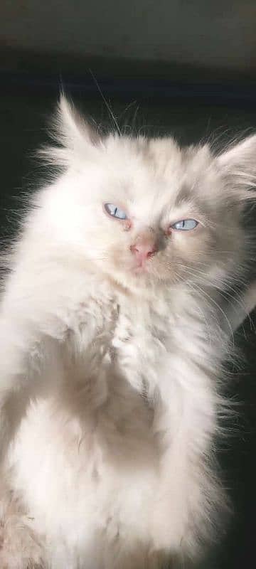 forsale cat different eyes color 3 female 2 male total 5 baby for sale 4