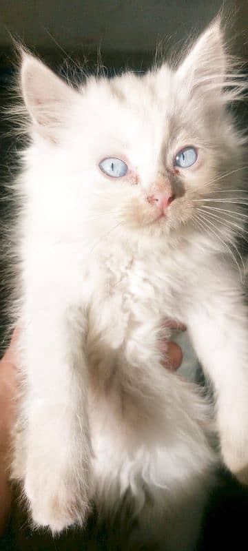 forsale cat different eyes color 3 female 2 male total 5 baby for sale 6