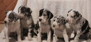 Great dane puppies for sale