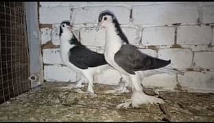 Sherazi Kabootar Fancy Pigeon 03431683430