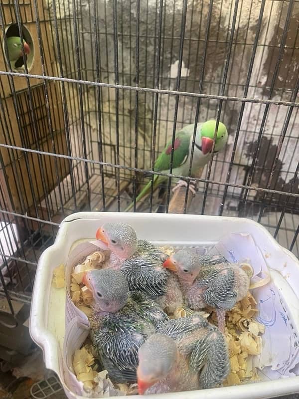 Talking baby parrot Raw Parrot chicks pahari chicks Kashmiri raw 1