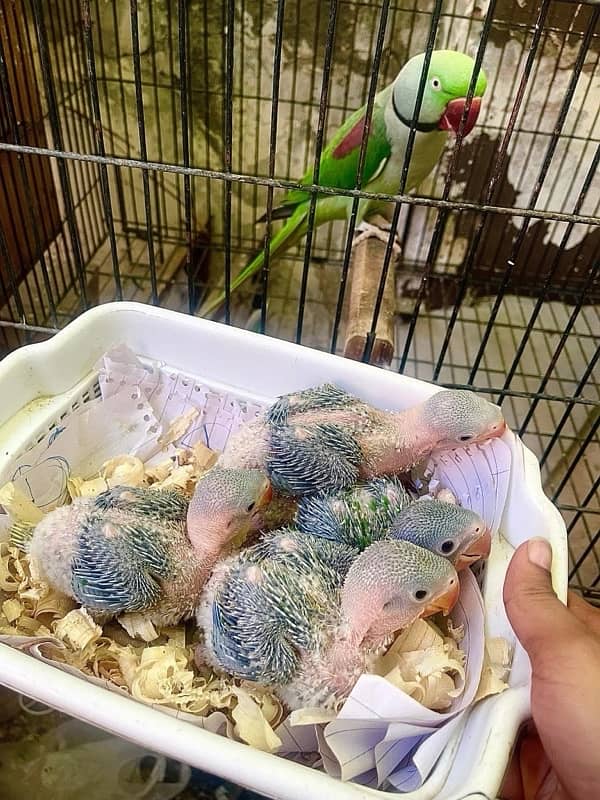 Talking baby parrot Raw Parrot chicks pahari chicks Kashmiri raw 2