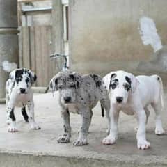 Great dane puppies for sale