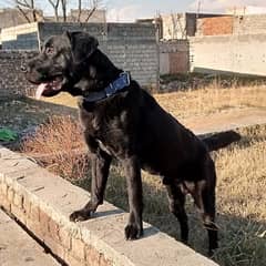 black Labrador male pure breed