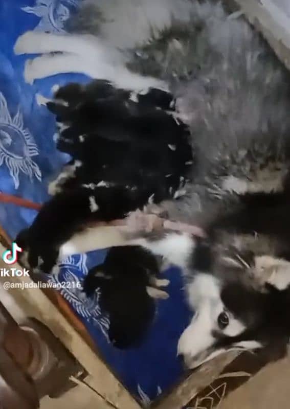 husky 8 puppies 25000 each 0