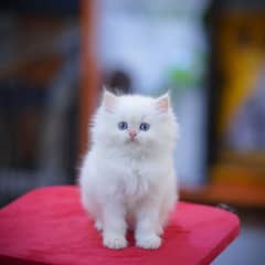 Persian Himalayan kitten