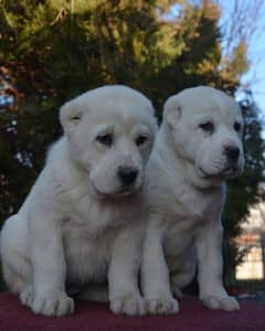 alabai puppies available for sale