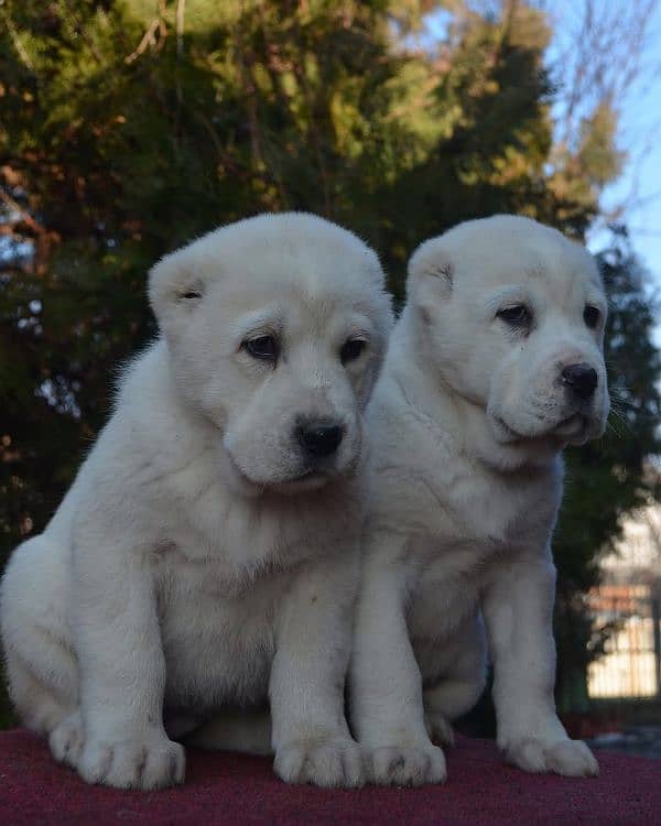 alabai puppies available for sale 0