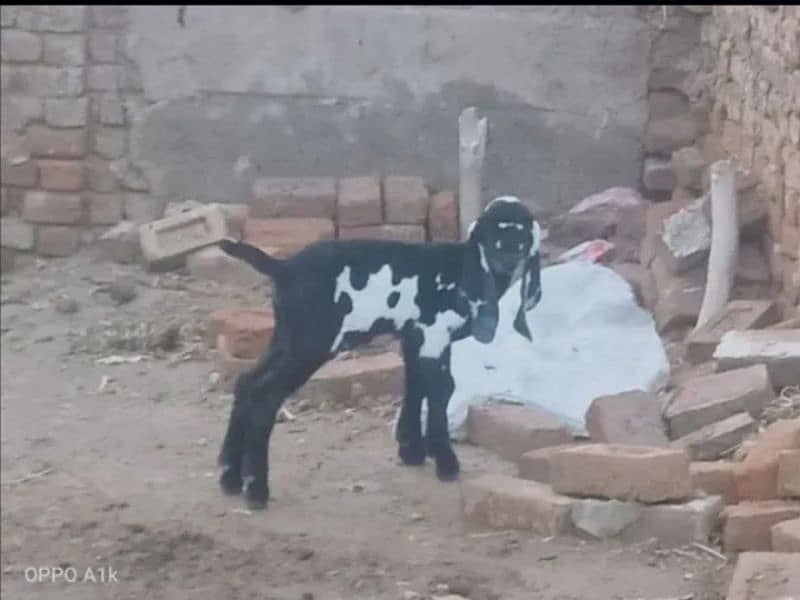 bakra 0