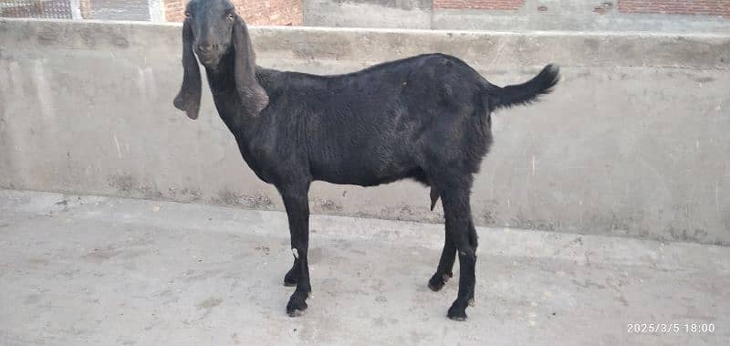 beetle , patth, makhi cheeni goats 0