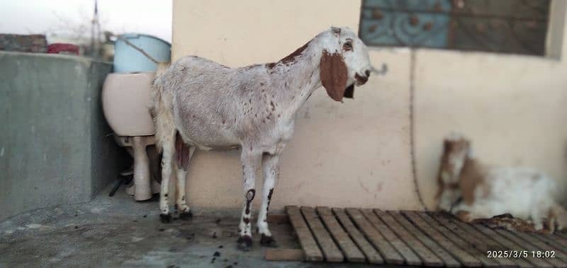 beetle , patth, makhi cheeni goats 2