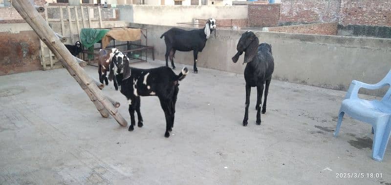 beetle , patth, makhi cheeni goats 4