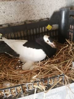 Balloon pigeons pair for sale