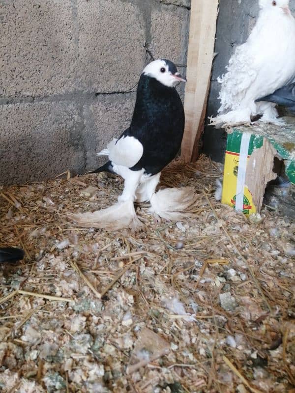 Balloon pigeons pair for sale 1