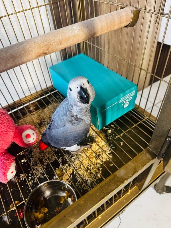 african grey chick 2-3 month 0