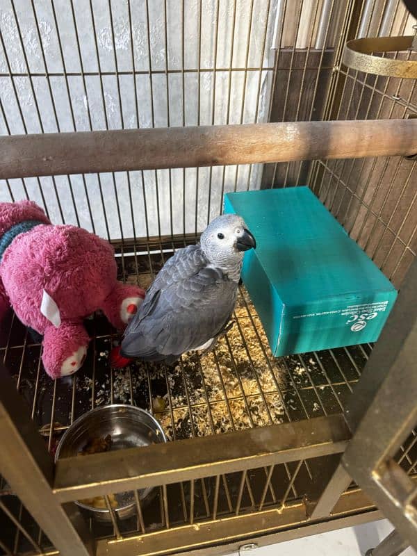 african grey chick 2-3 month 1