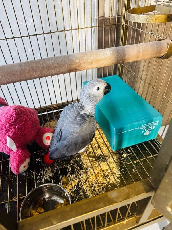 african grey chick 2-3 month 2