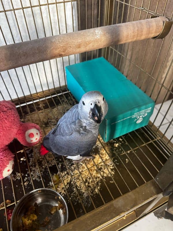 african grey chick 2-3 month 3