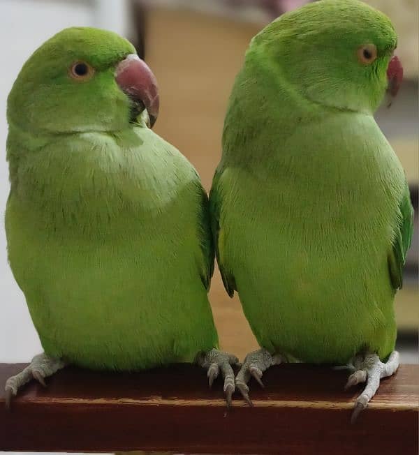 pair of parrots 0