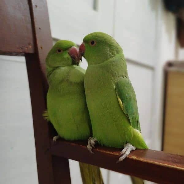 pair of parrots 2