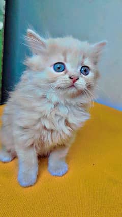 persian cat 2 month