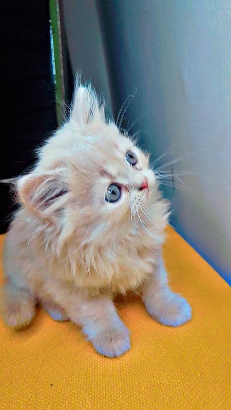 persian cat 2 month 1