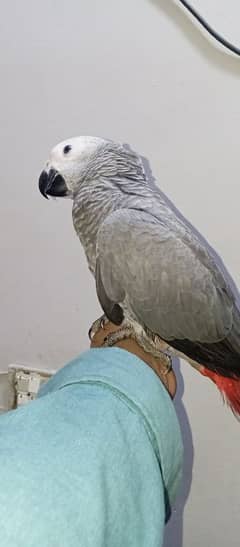 African Gray parrot handtaim talking start zero bite