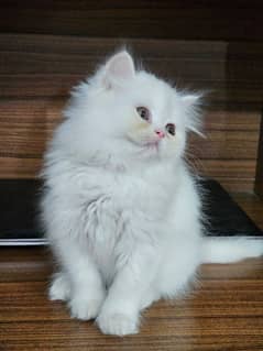 Female Persian kitten with all accessories