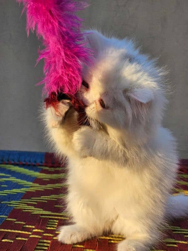 Female Persian kitten with all accessories 3