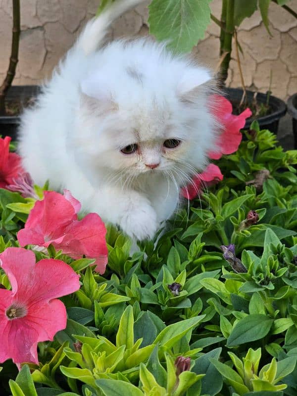 Female Persian kitten with all accessories 5