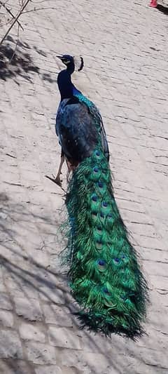 black shoulder peacock for sale