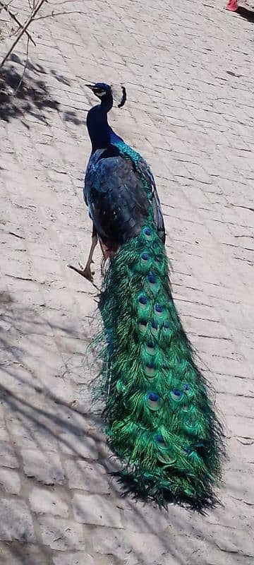 black shoulder peacock for sale 0