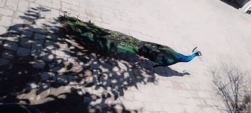 black shoulder peacock for sale 1