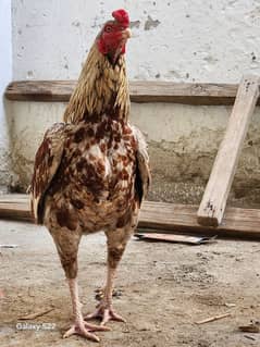 aseel murgha male