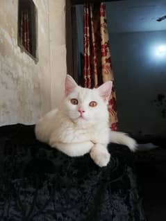 Persian caat