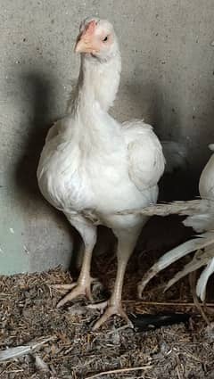 HEERA ASEEL BREEDER FEMALE