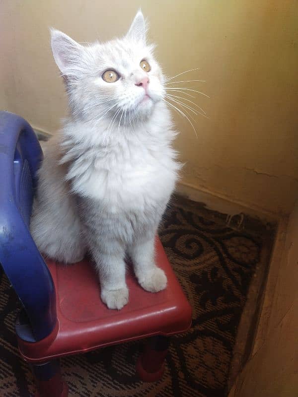 turkish angora male 0