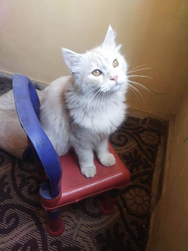 turkish angora male 1