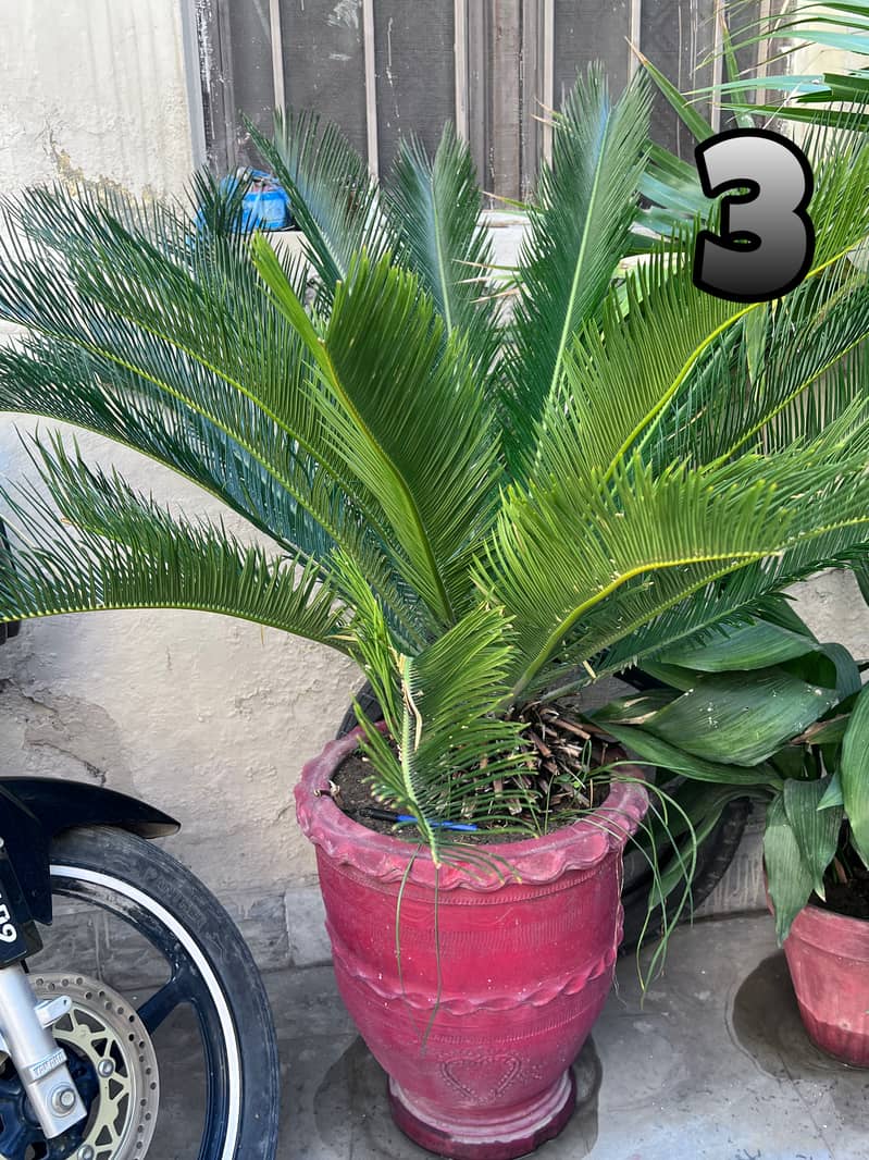 Full Size Plants For Sale 1